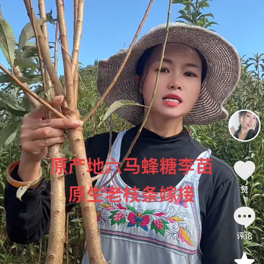 六马雨儿  蜂糖李苗