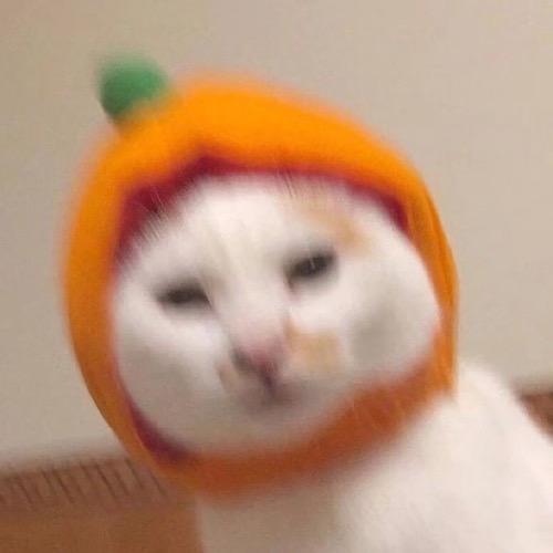 🍊宝庆银楼梦婷