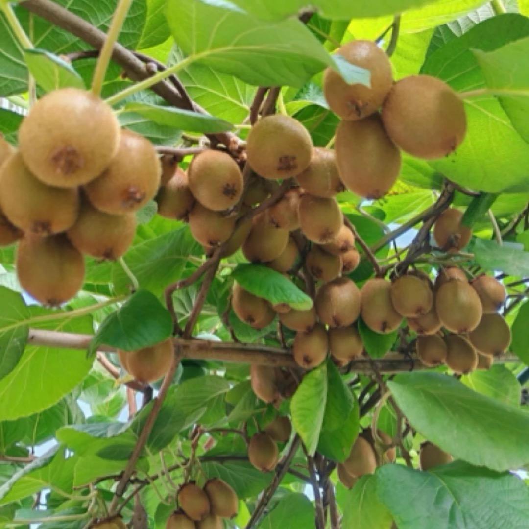 鼎鸿果树苗木专营店