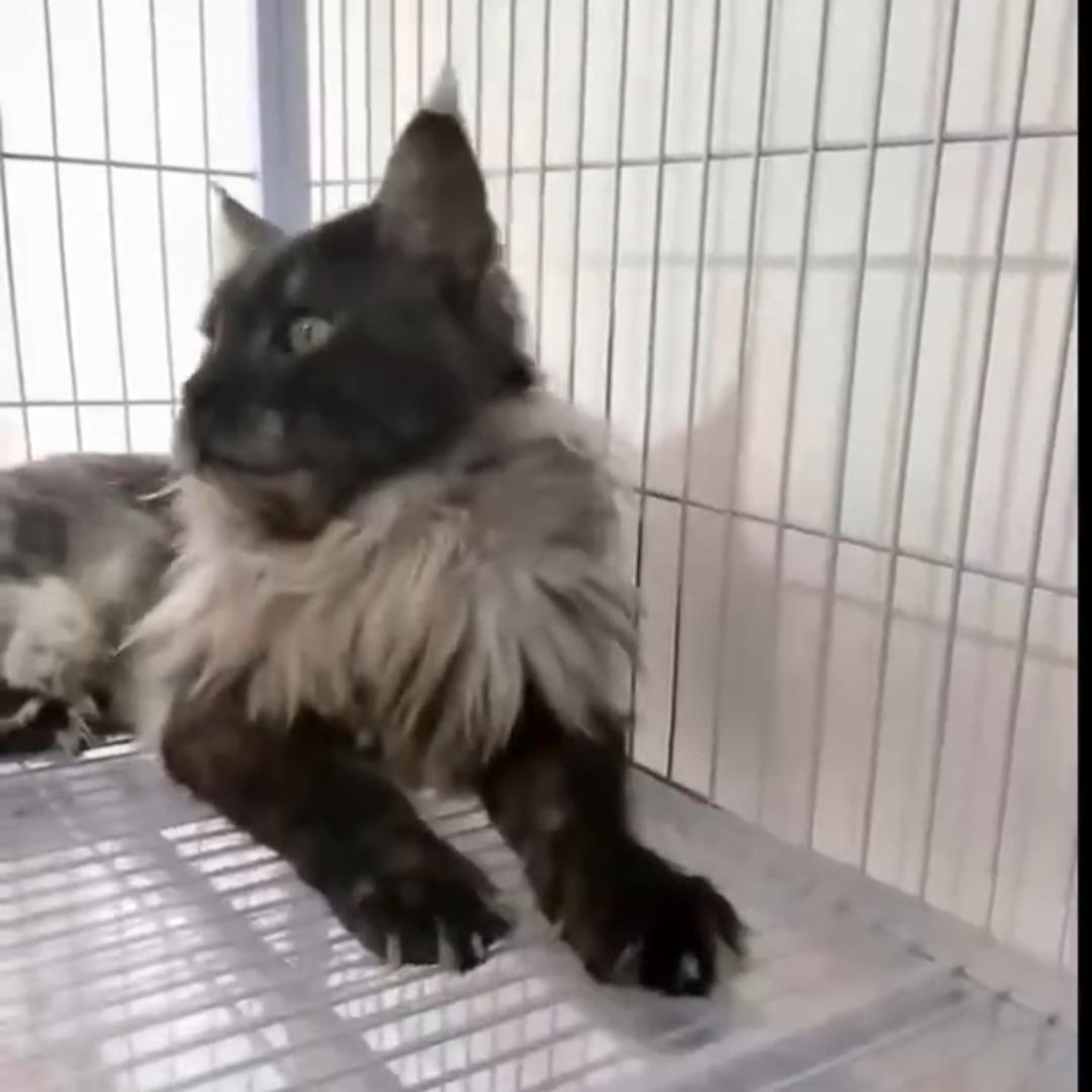 萌喵宠物馆