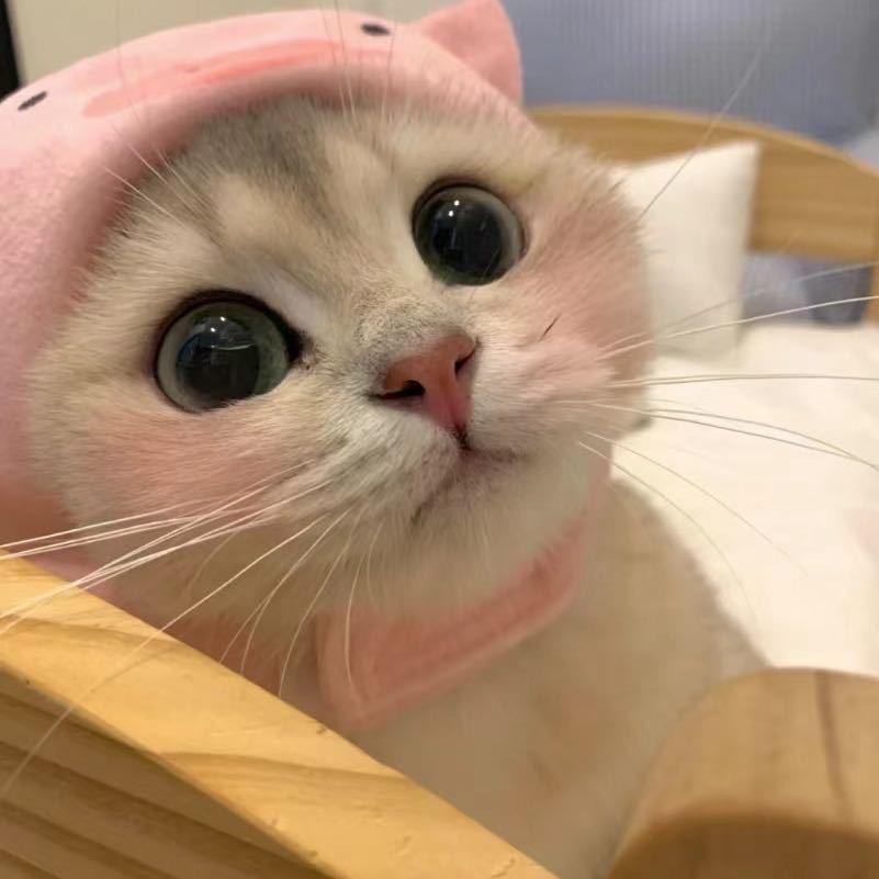 房東的貓