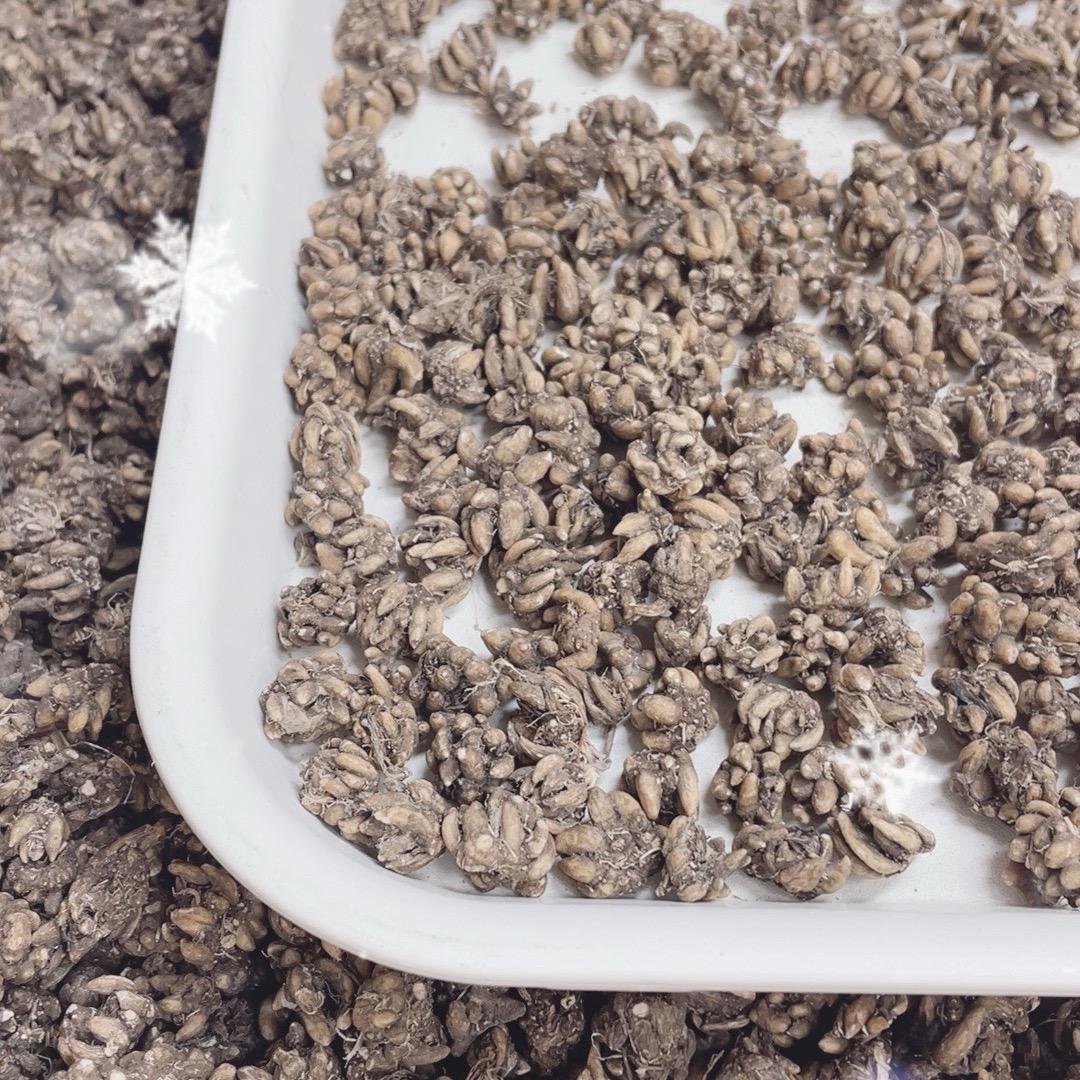 广州清平娜娜姐