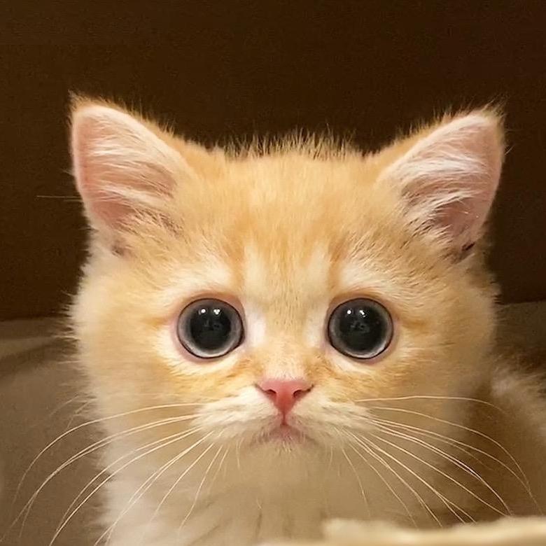 可爱小猫🐱