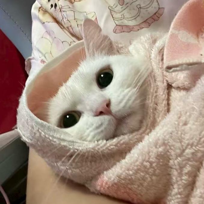 猫猫虫