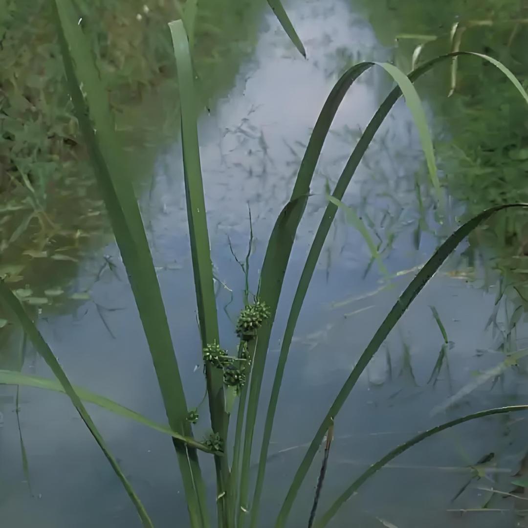 蒲草