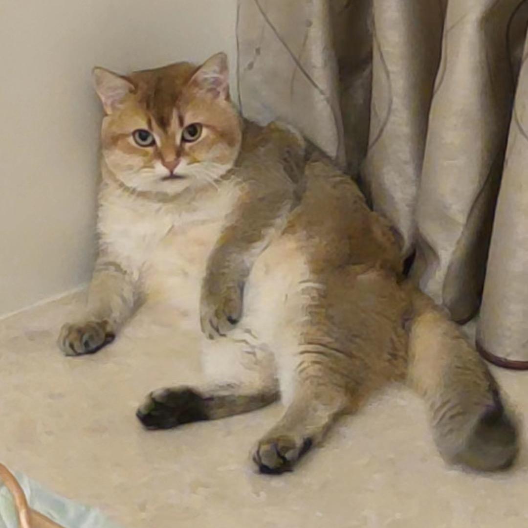 小鱼有两只猫🐱