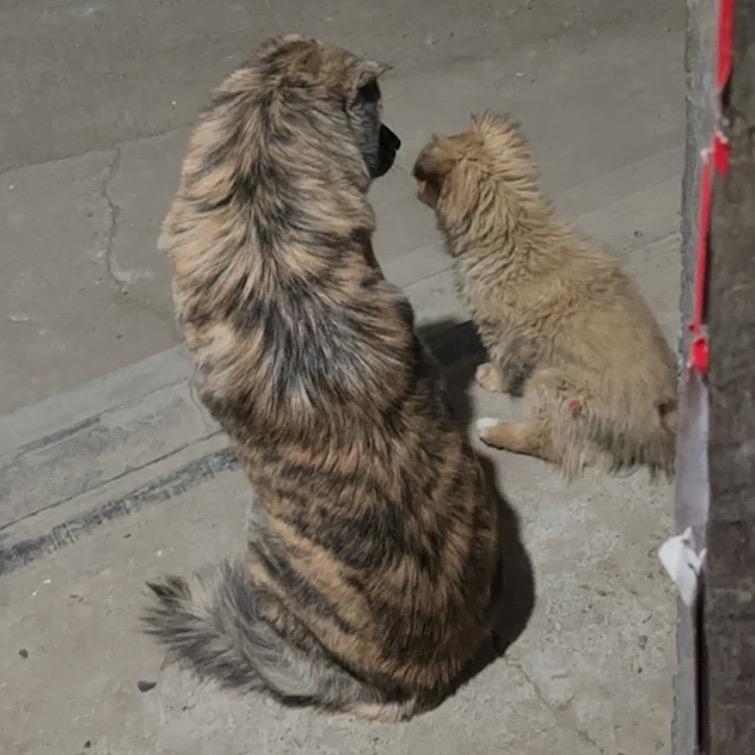 缘宝今天也很乖