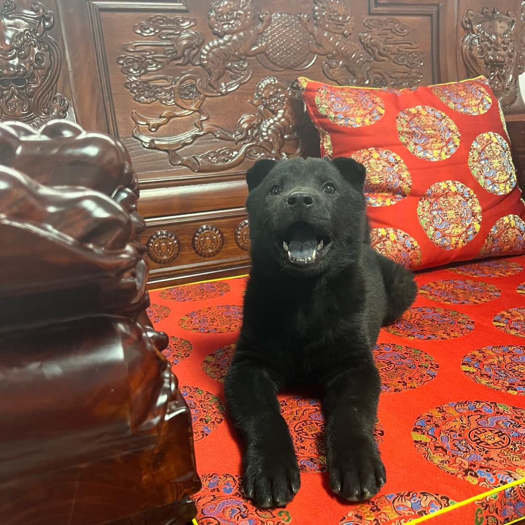 三小只🐱🐱🐶