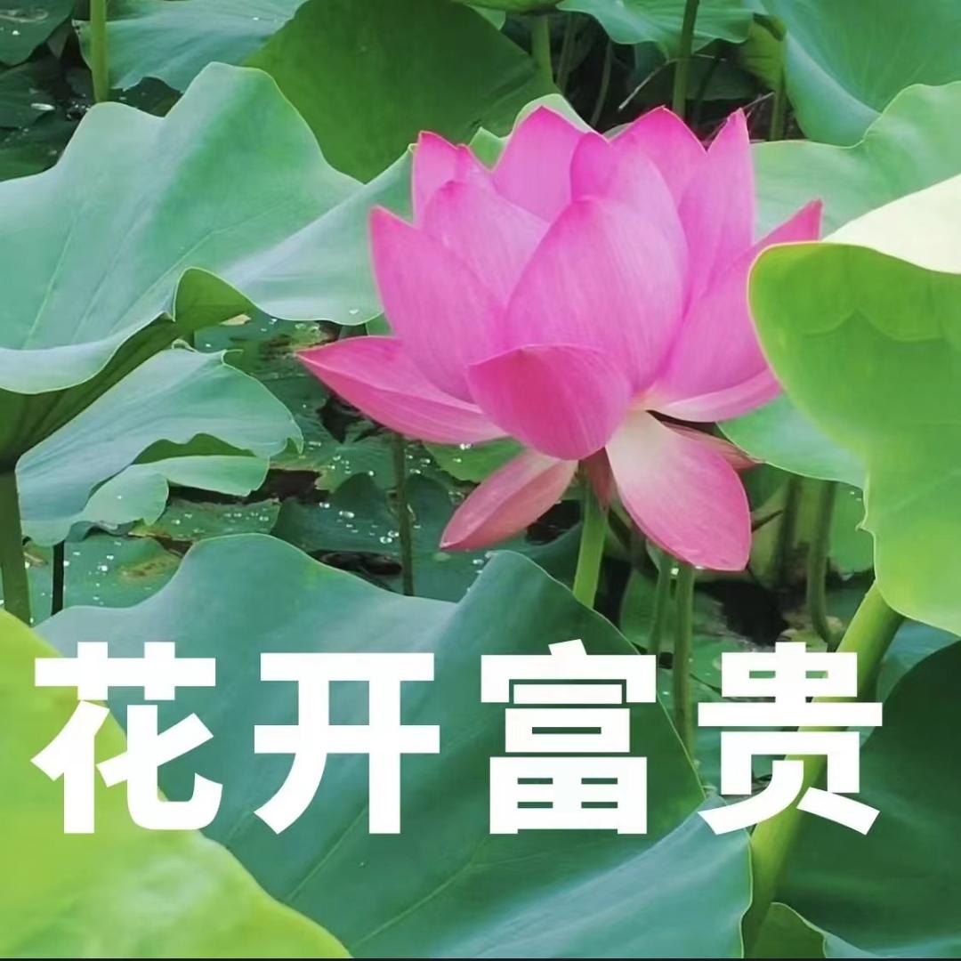 美丽花朵
