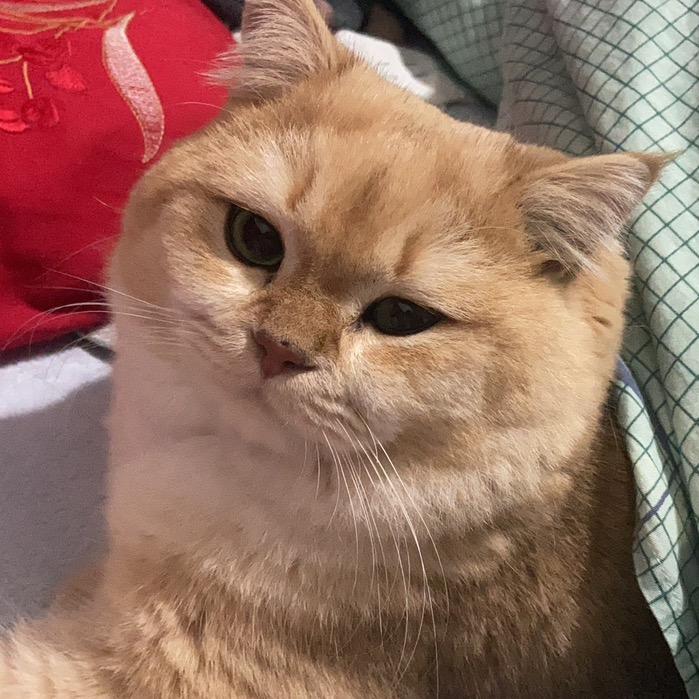 多嘴的乌鸦