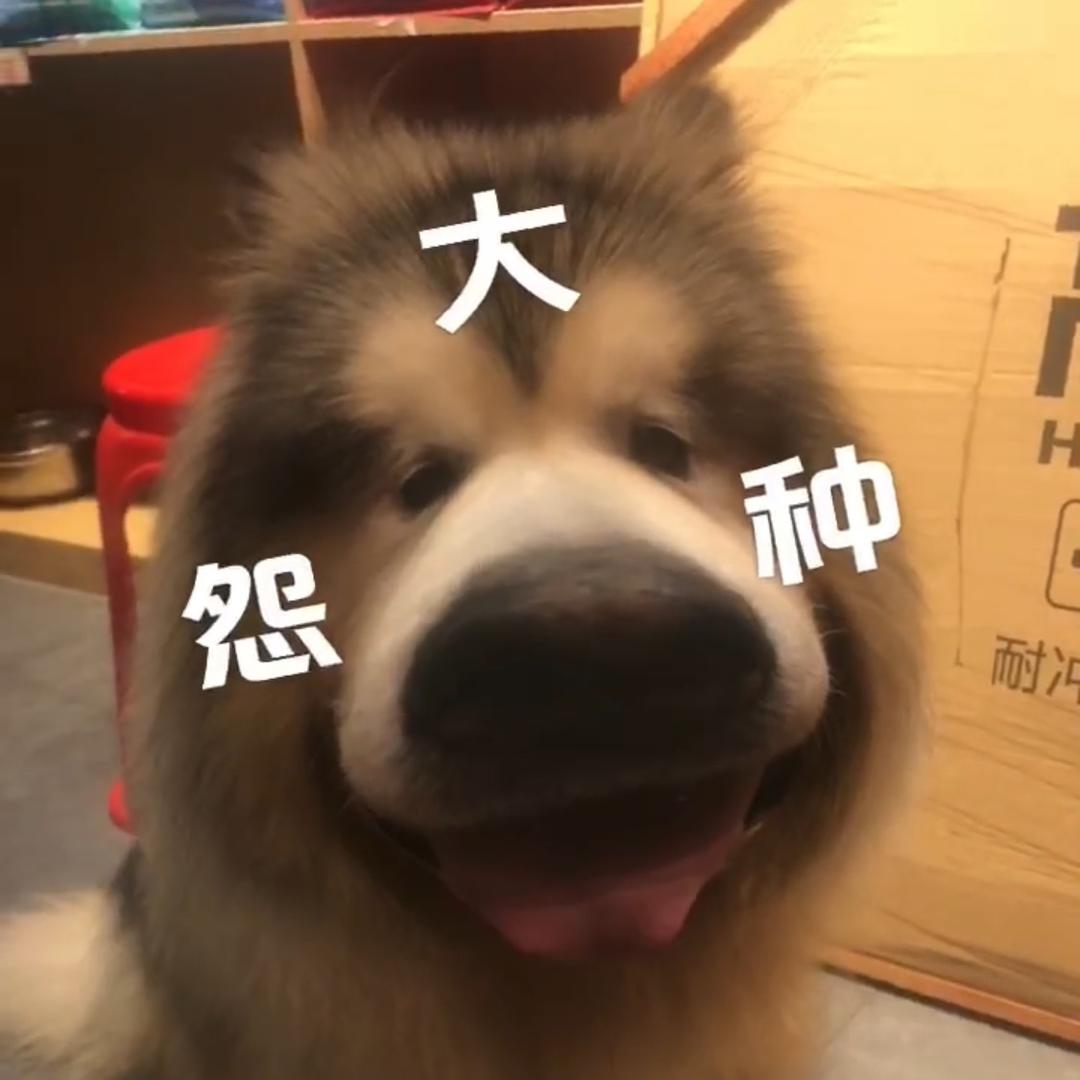 大炮萌宠