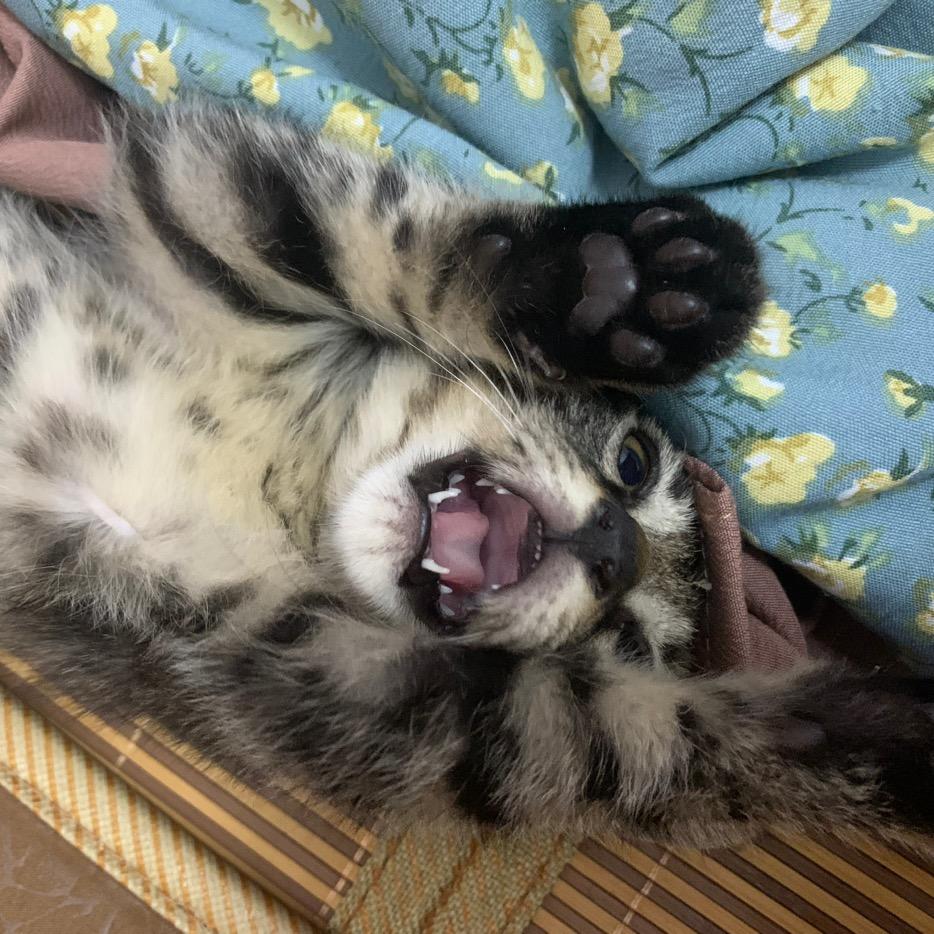 给我泡螺狮粉里