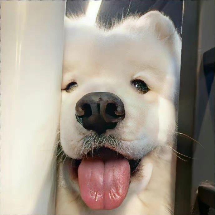 不吃西红柿