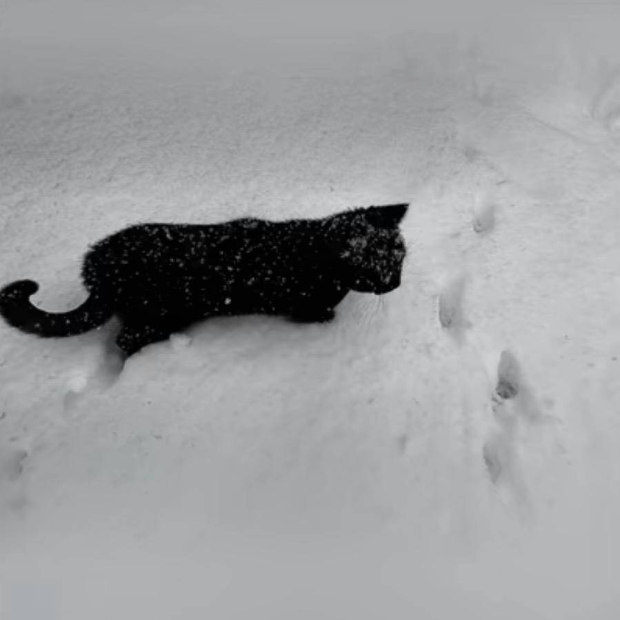 猫梦特