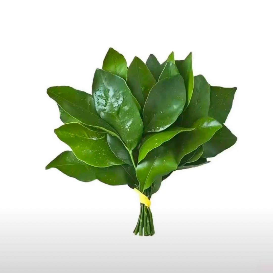 睡不醒的柚子
