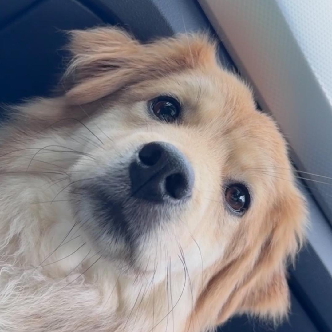 黄毛小子皮蛋