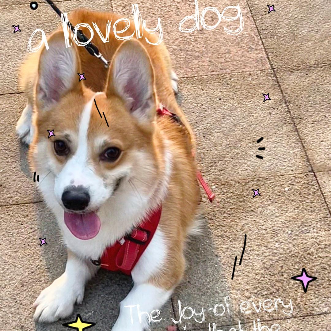 晕头小狗ˣᵒˣ