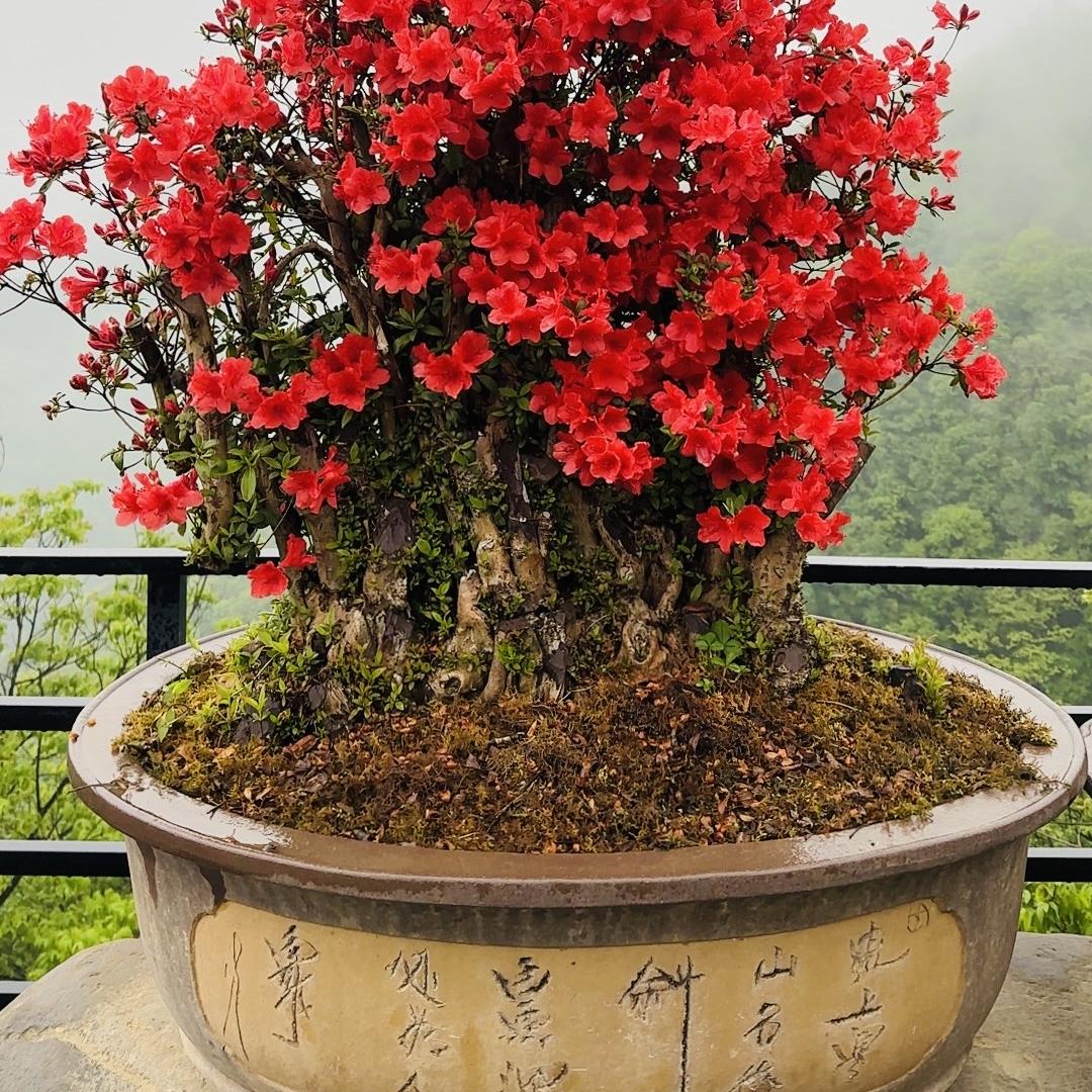 博苑花卉坊1