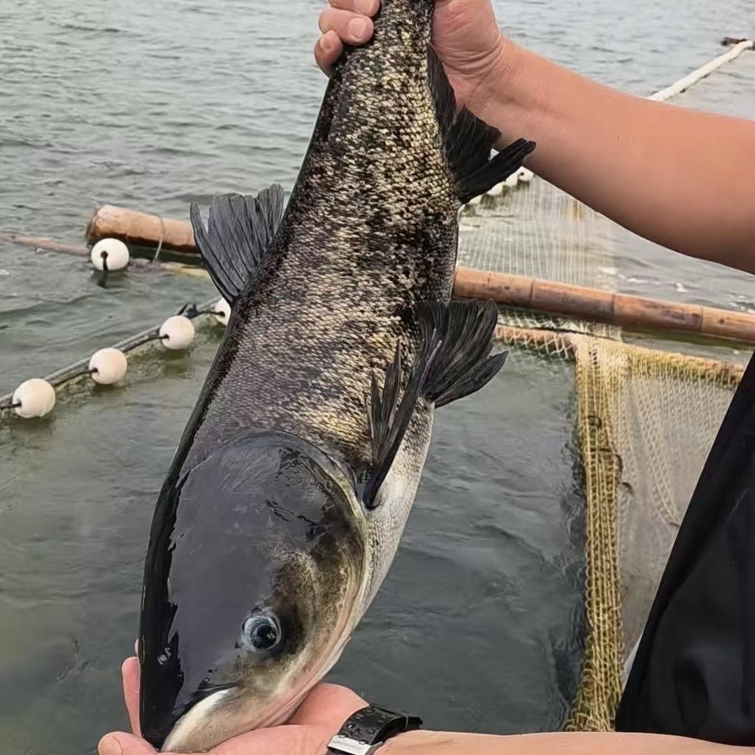 🎣小陆水产