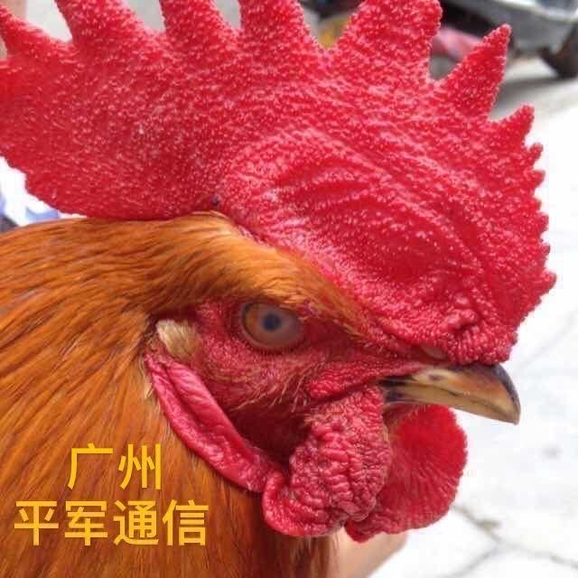 习武之人