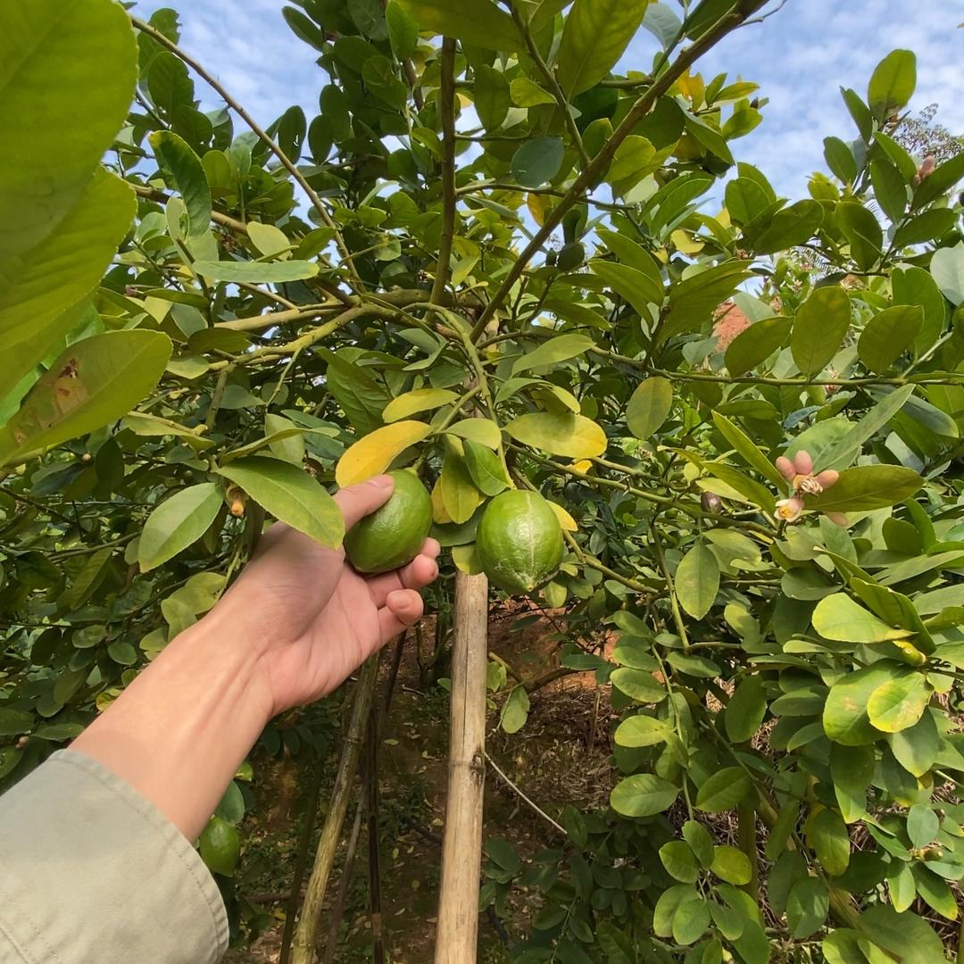 柠發广东香水柠檬全國包邮