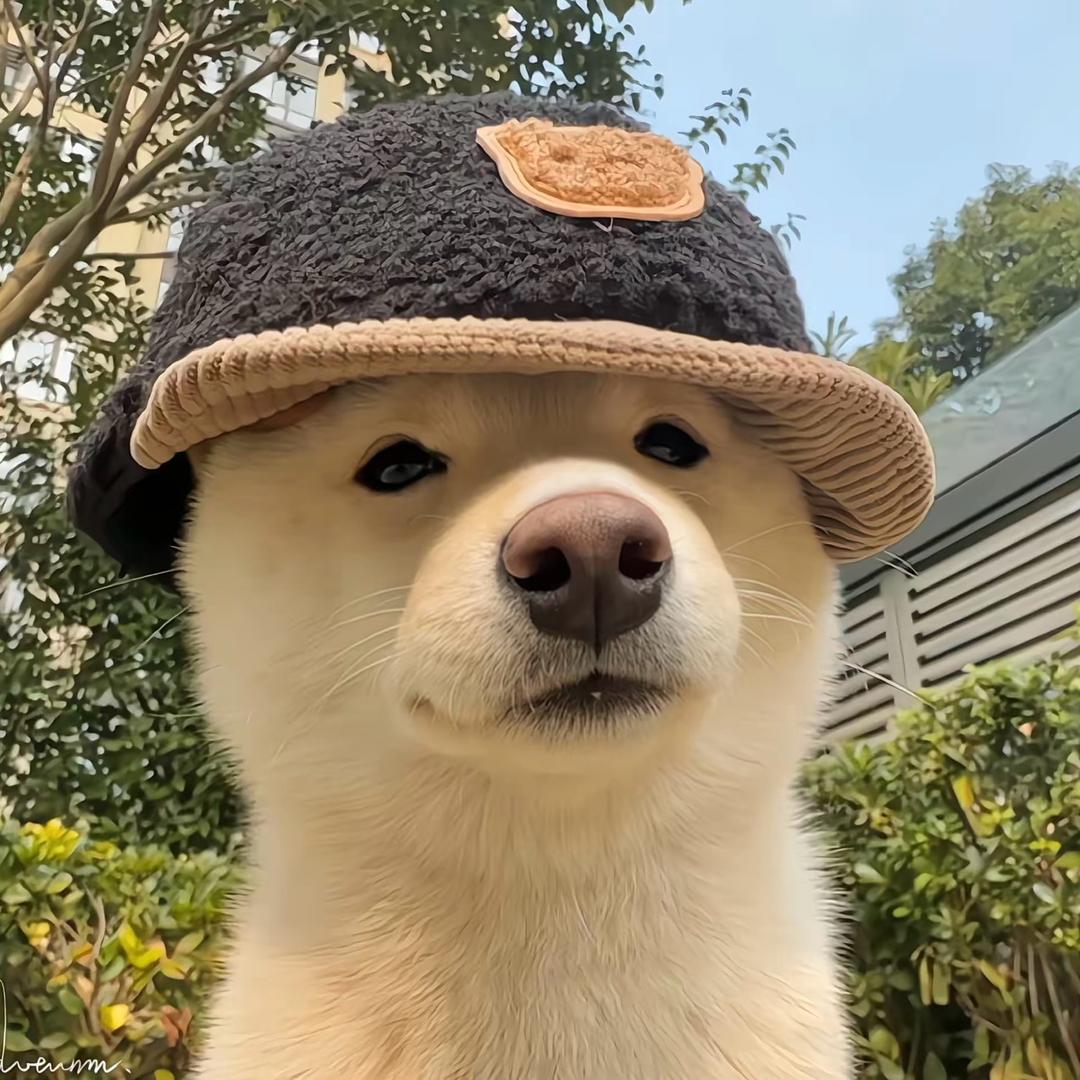 高冷的哈密瓜