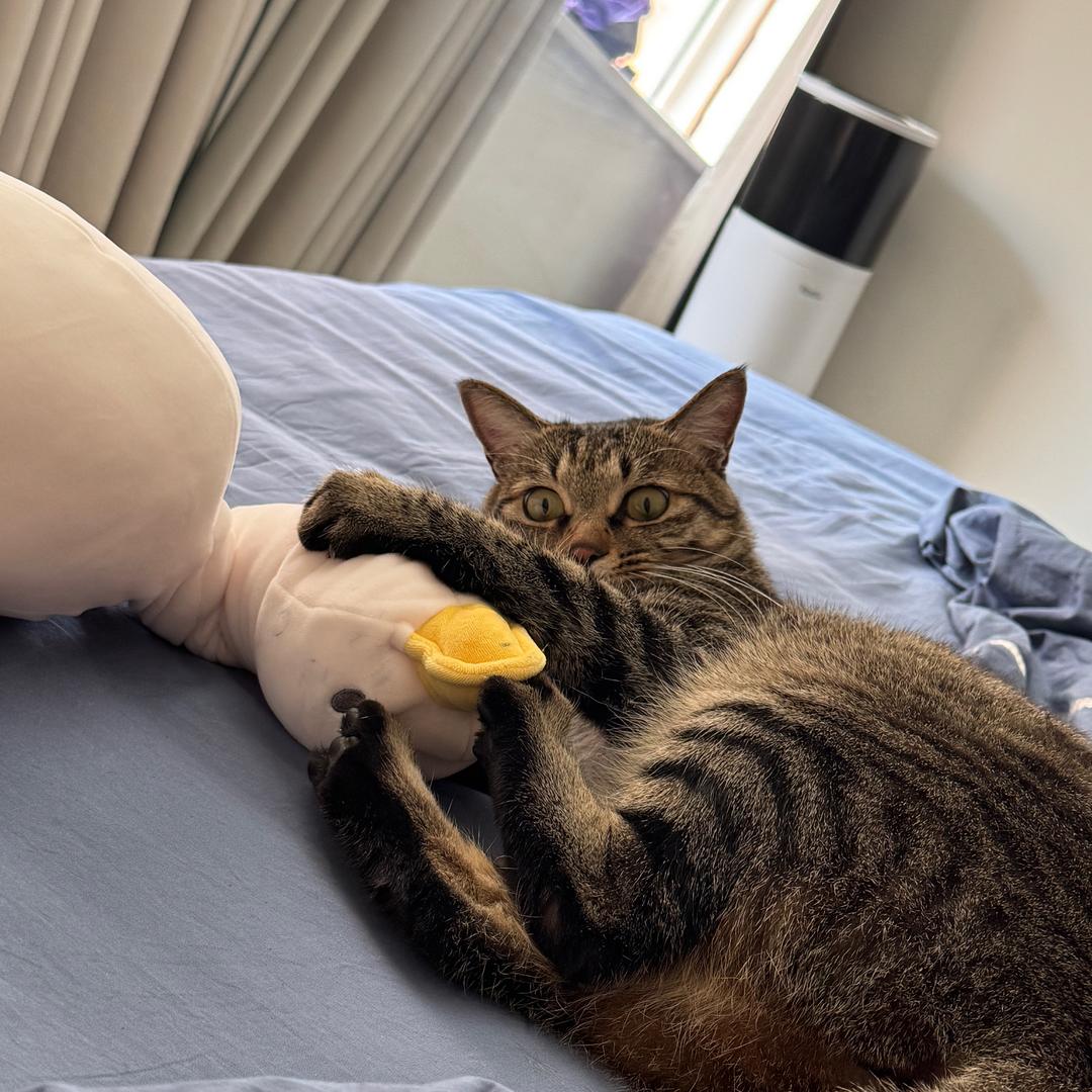 猫理解