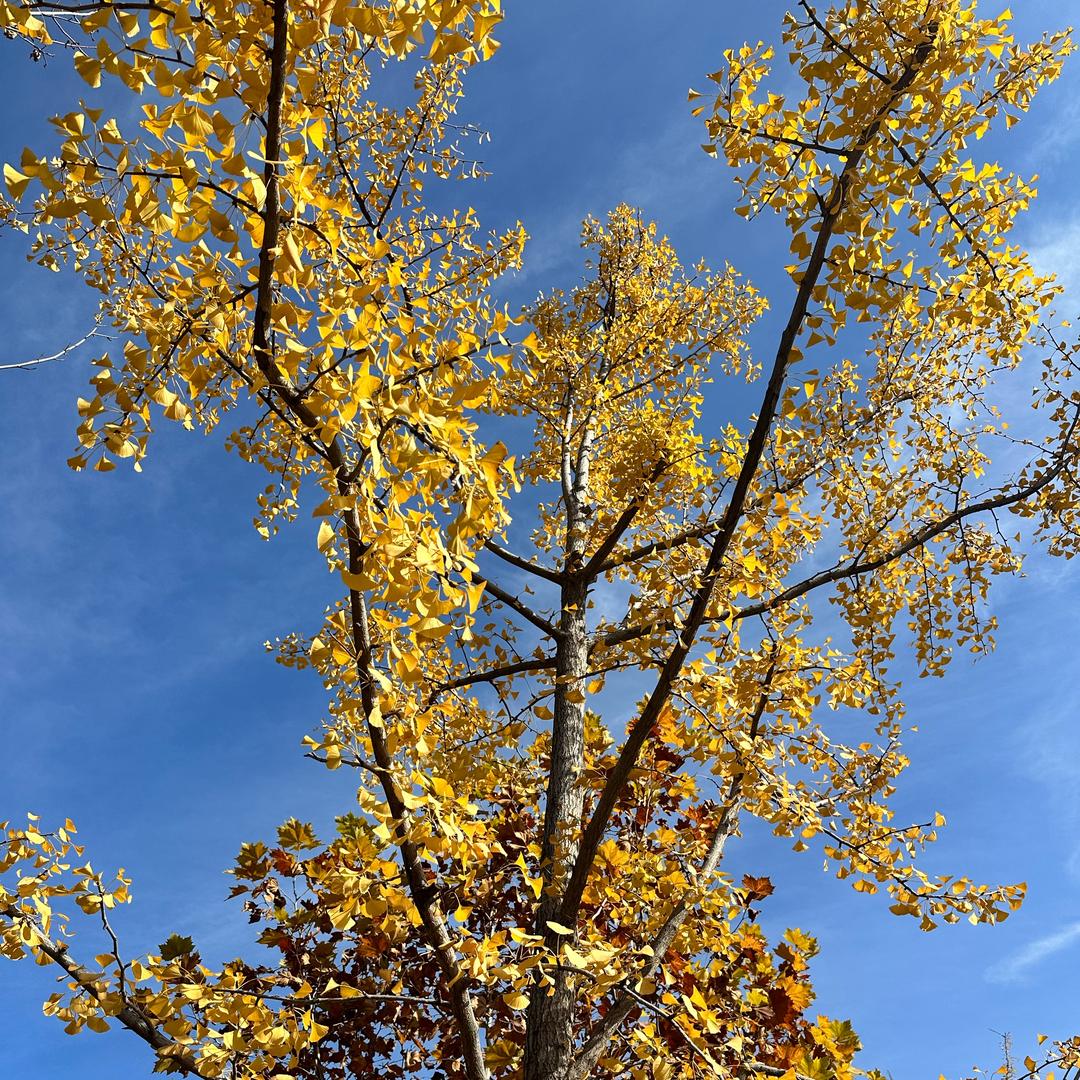 最近爱看哈利波特