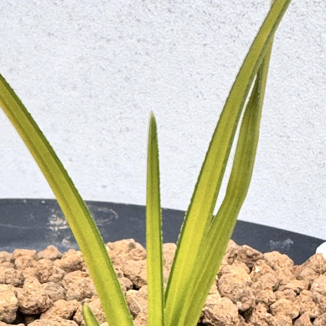 兰韵清风