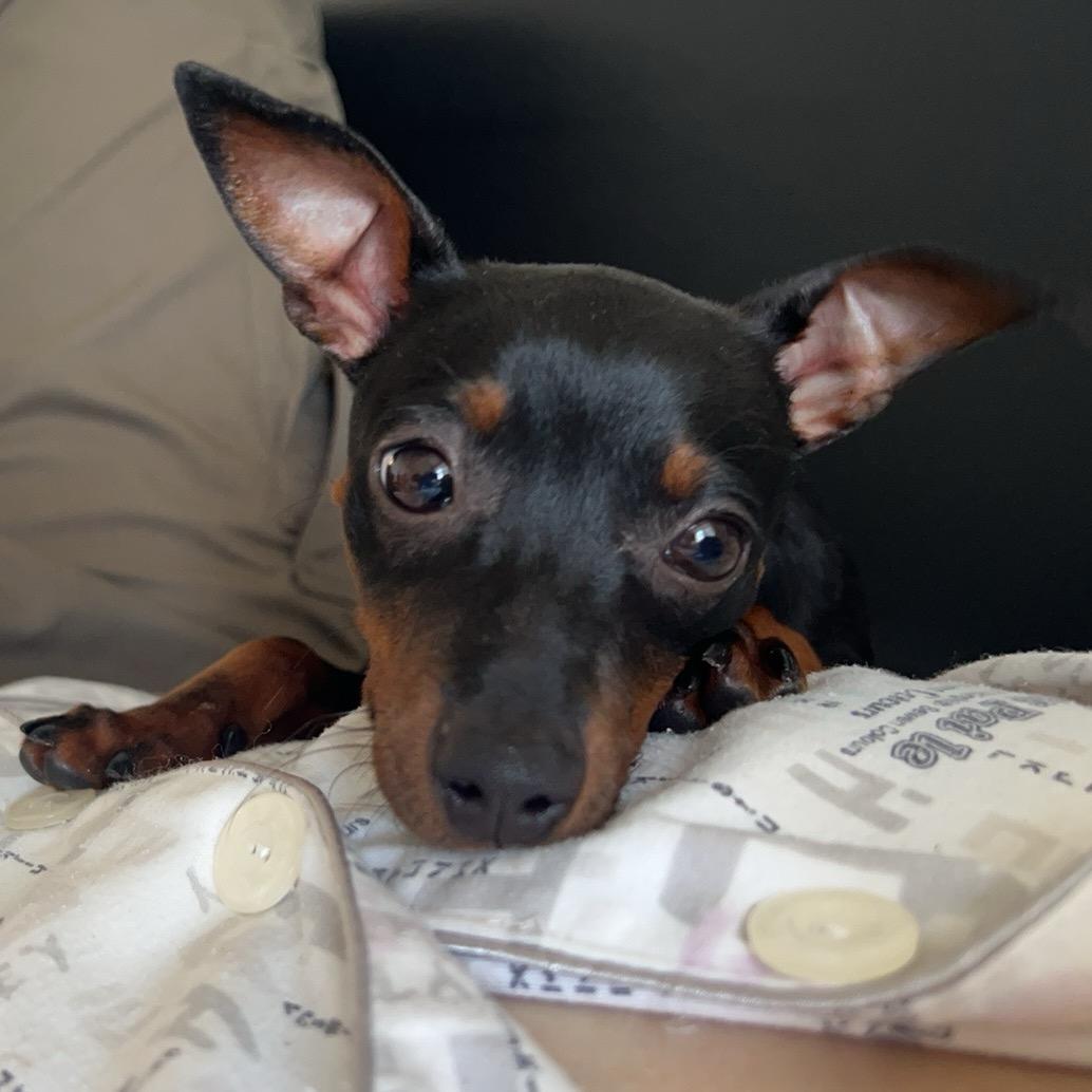 盆栽组古古古月🎍