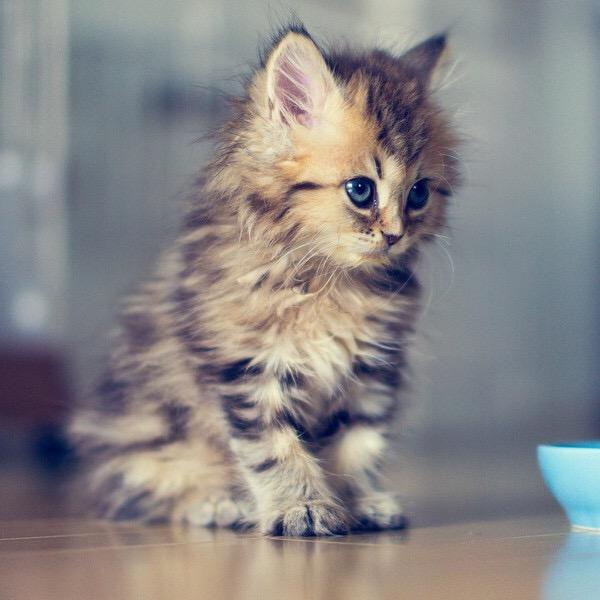 小猫咪🐱会后跟翻