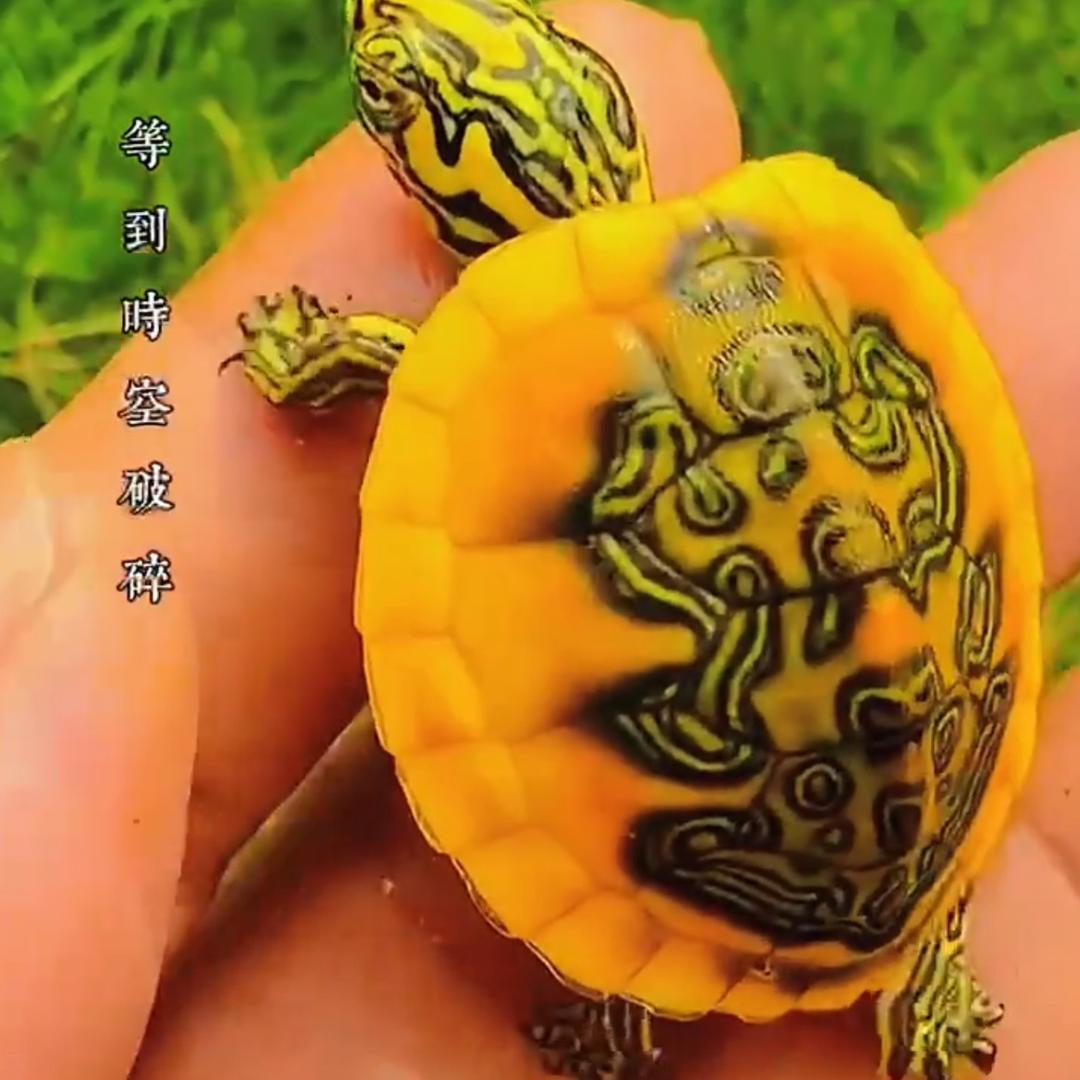 龟森林火焰龟