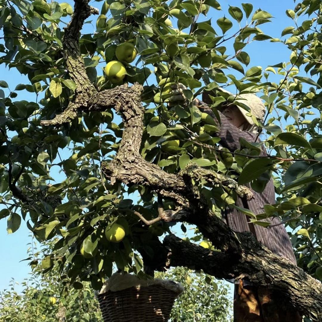 帅帅家果园-秋月梨超级甜又脆又甜