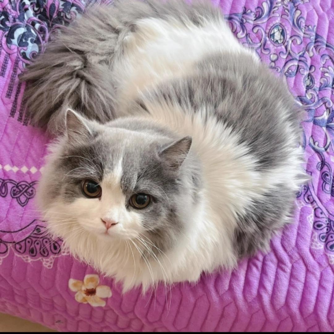 ✨冰冰的猫✨