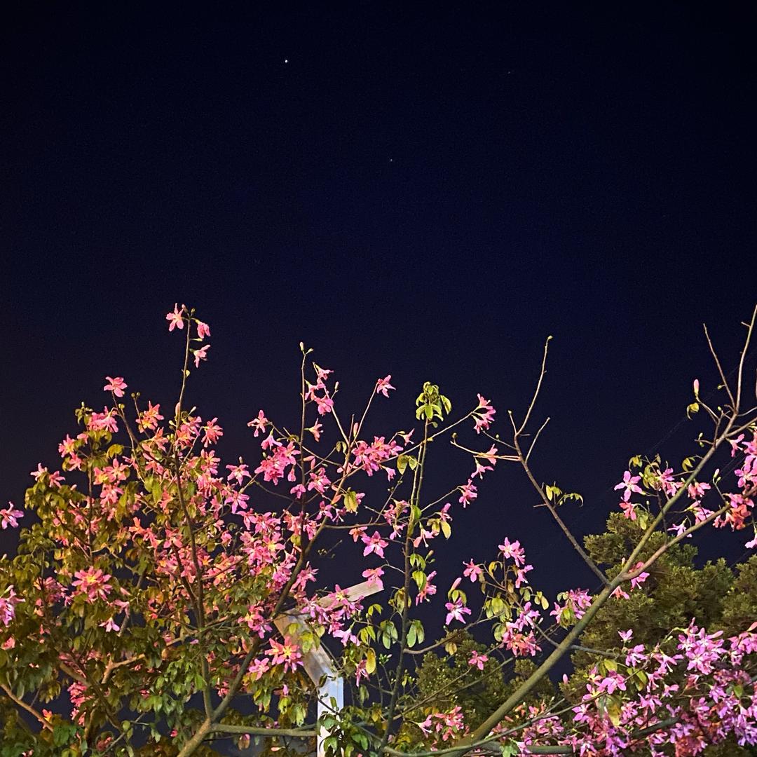 爱吃菠萝的大梨子
