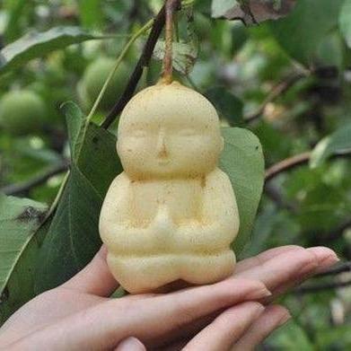 人参果