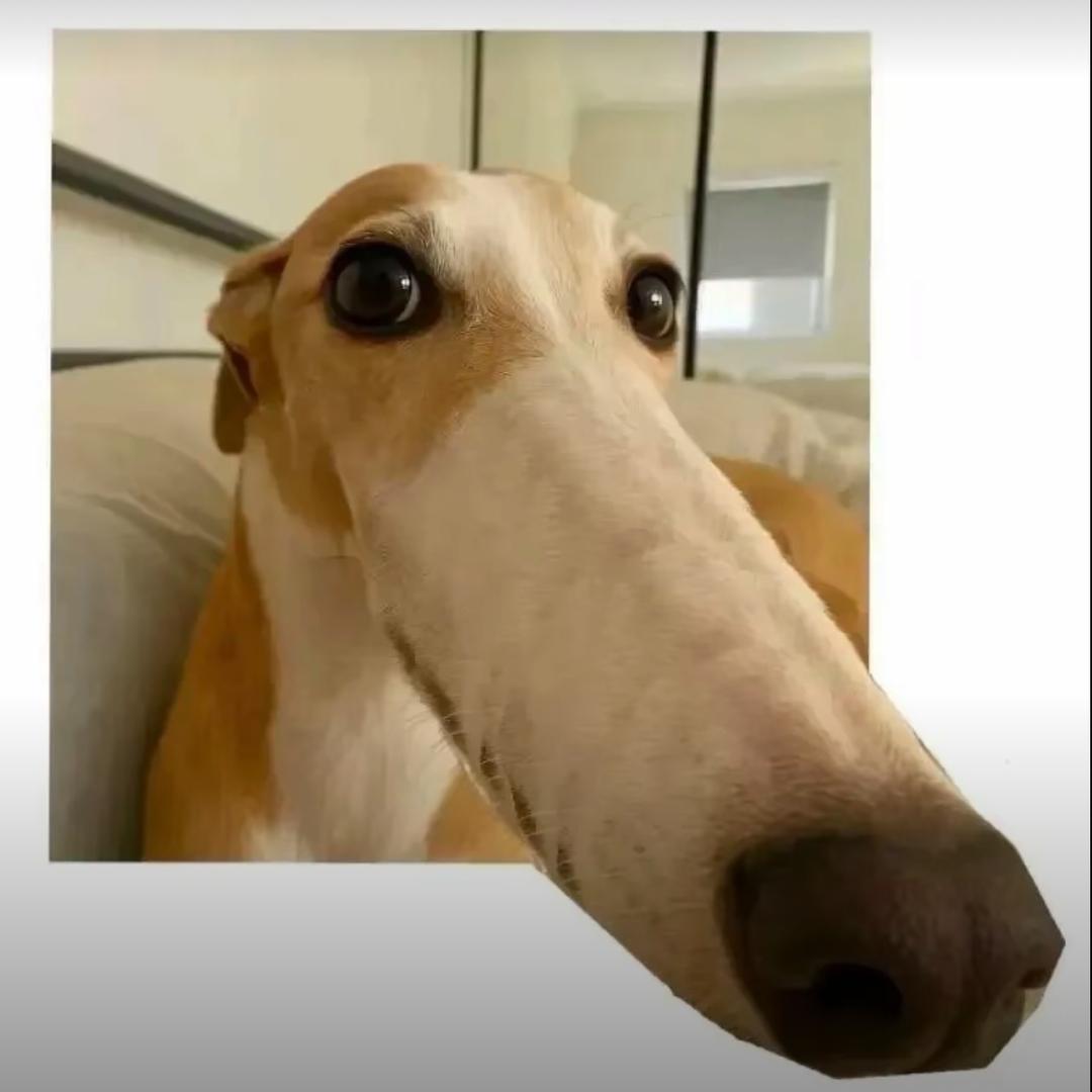 你的鼻子怎么这么长