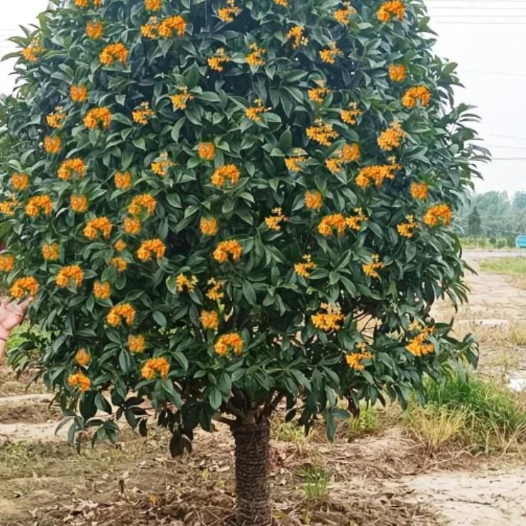 仟雅花卉苗木