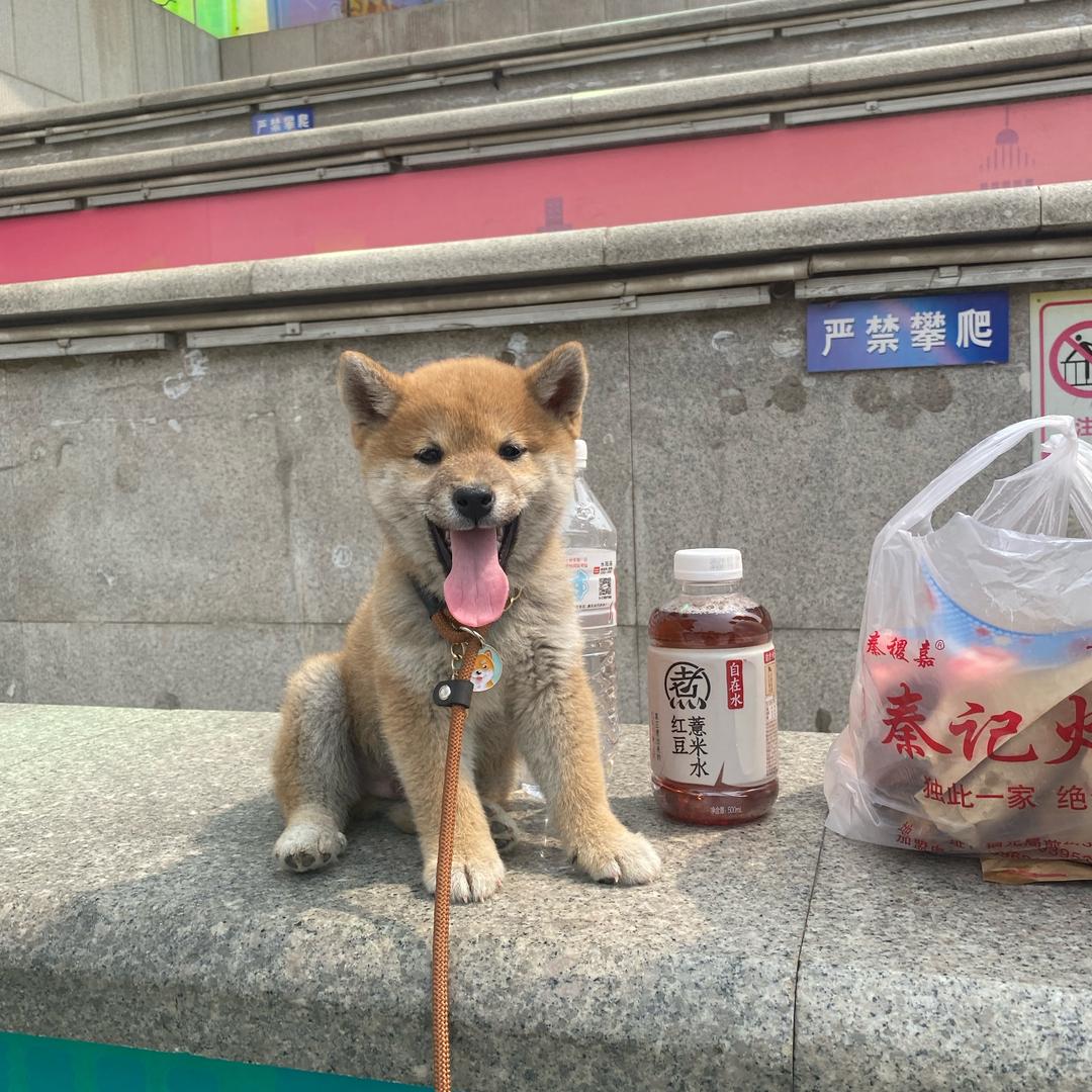 糖炒栗子啾大蒜💋