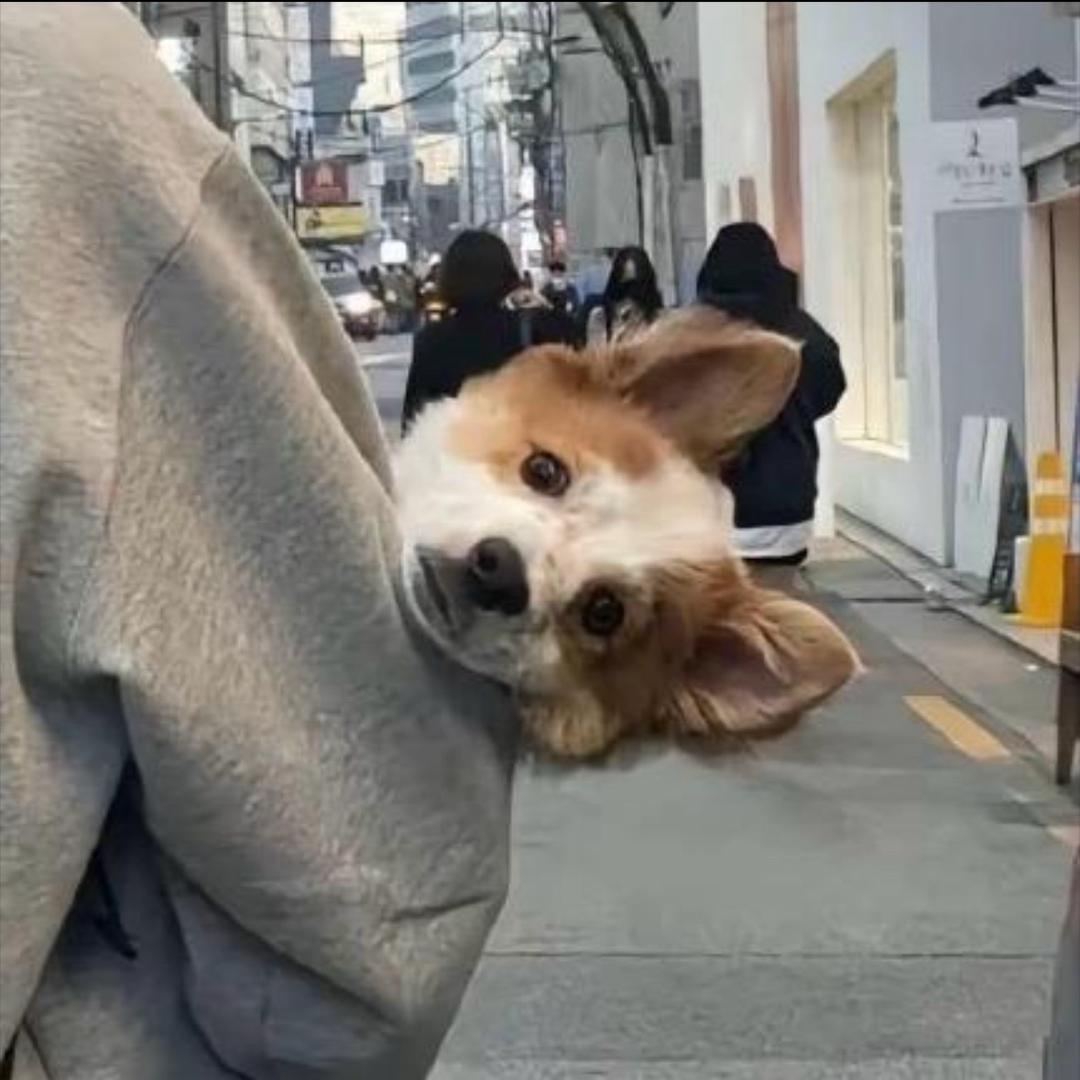 枯木怎逢春