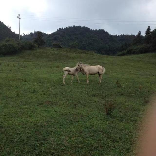 ༒࿈十口月࿈༒