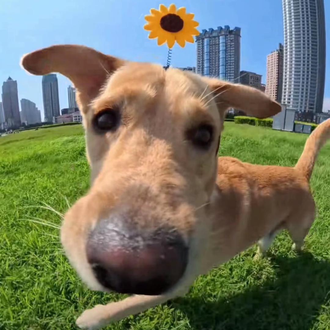 しんのすけ的小饼干