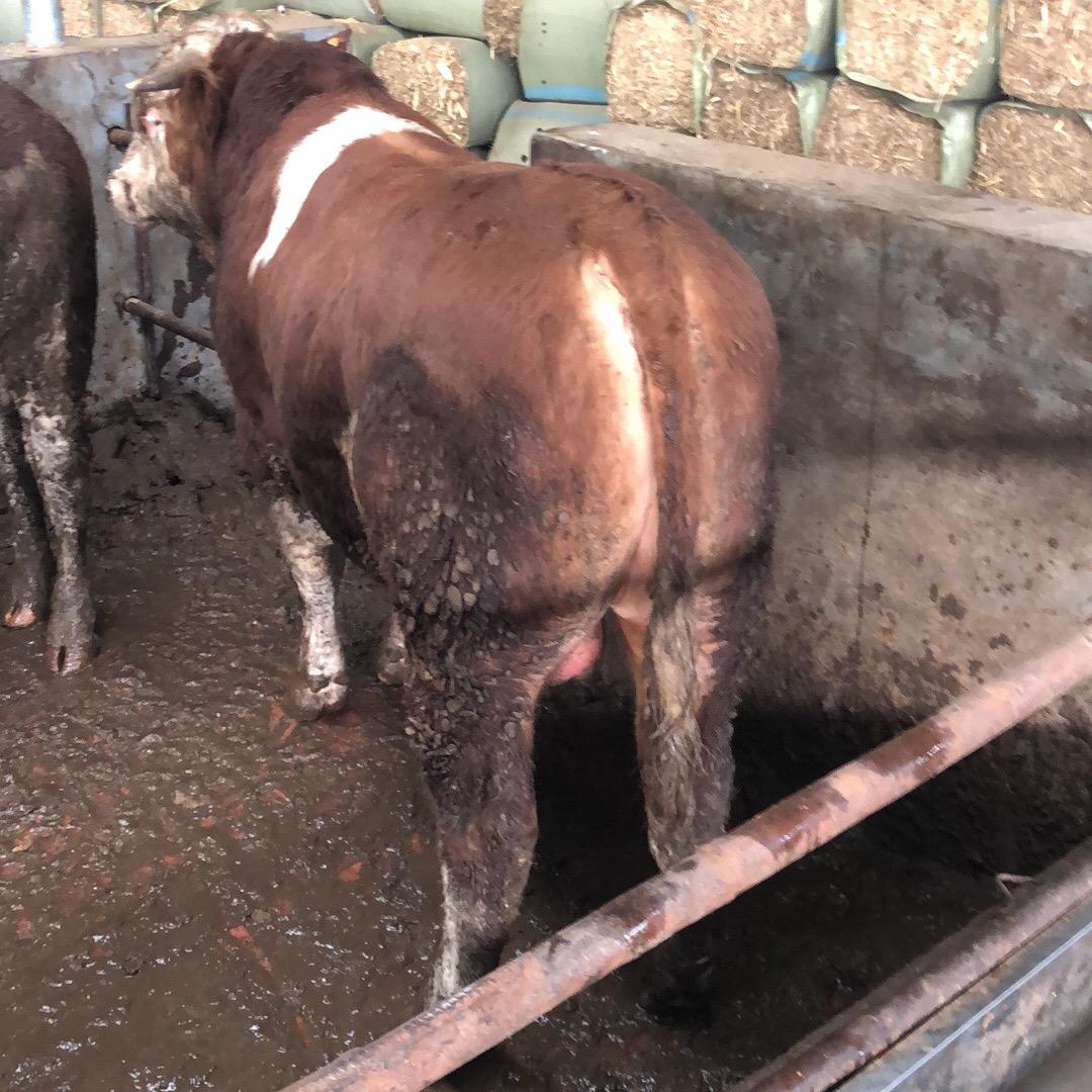 李好（内蒙古佳烁牧业）