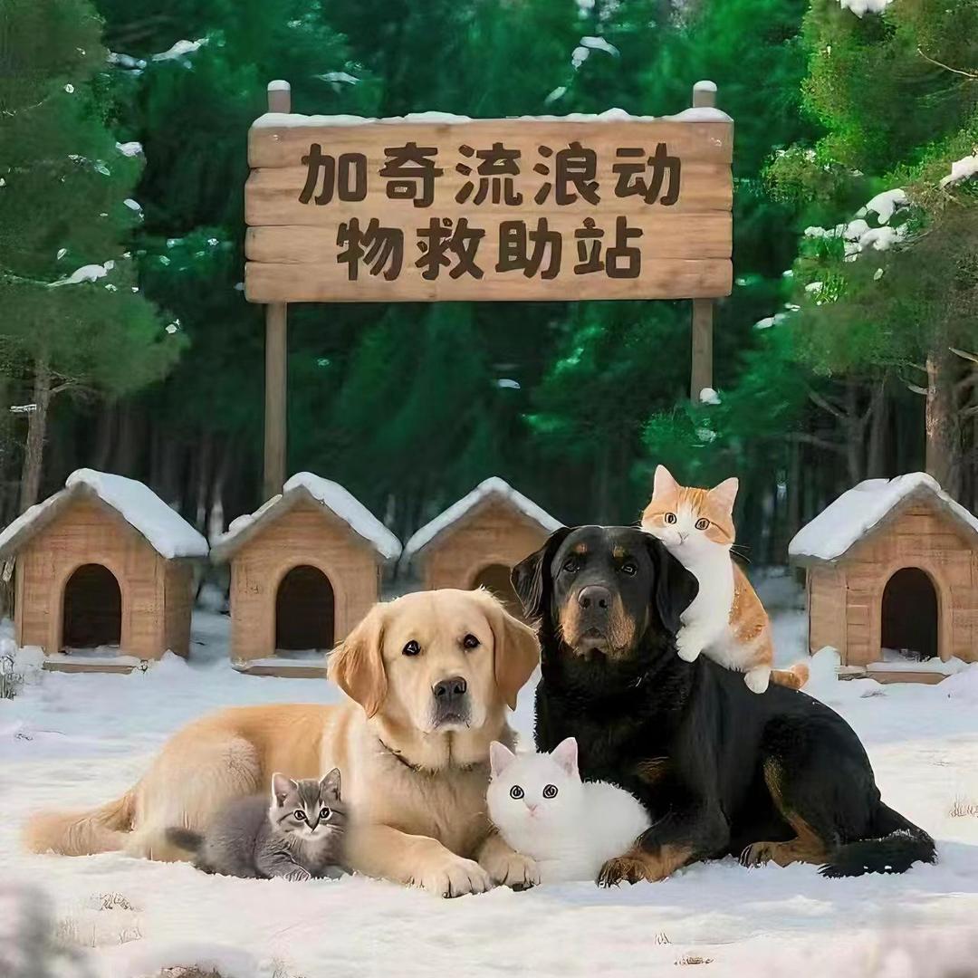 加奇流浪动物救助站