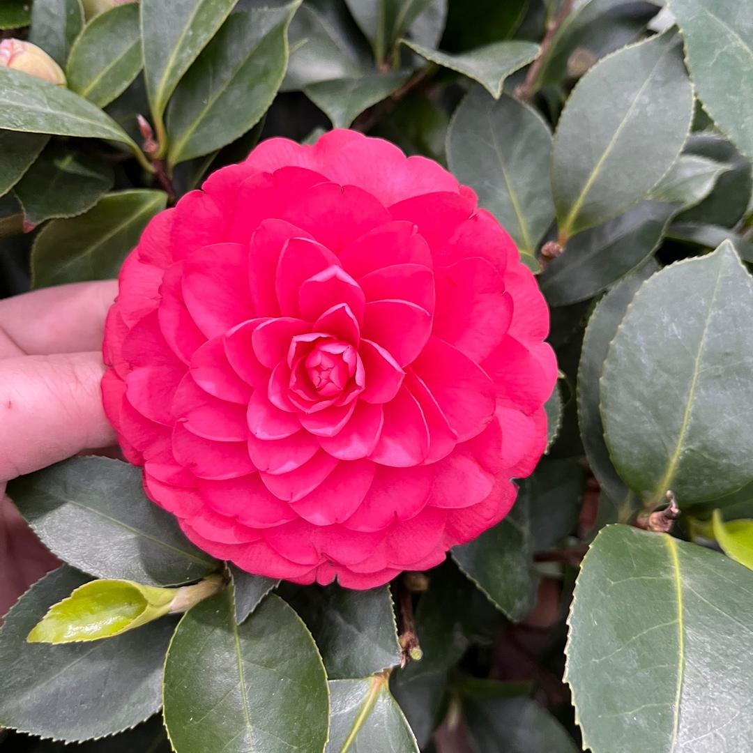 小小绿植花园