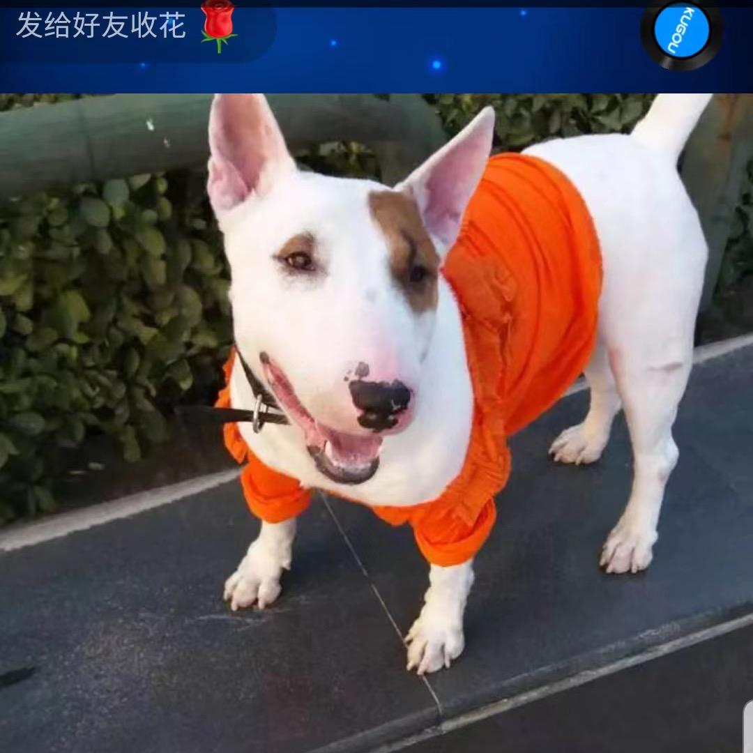 我的狗儿子是个海盗眼