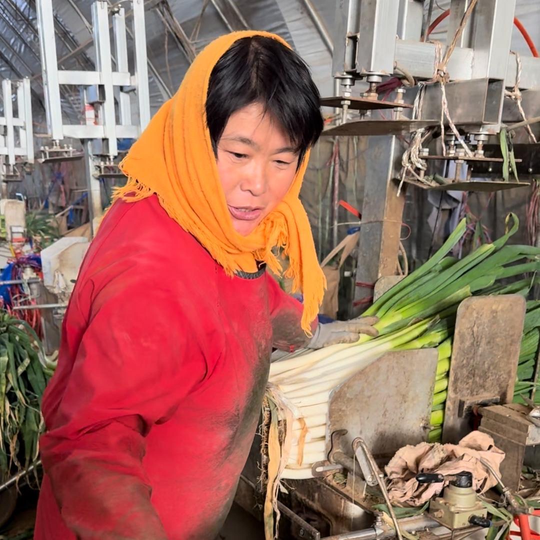 农产品（大葱）