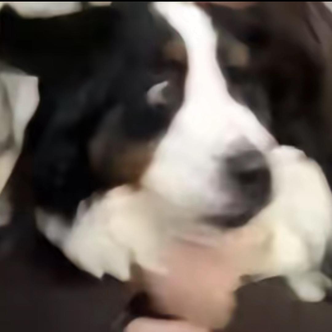 叽里咕噜说什么呢