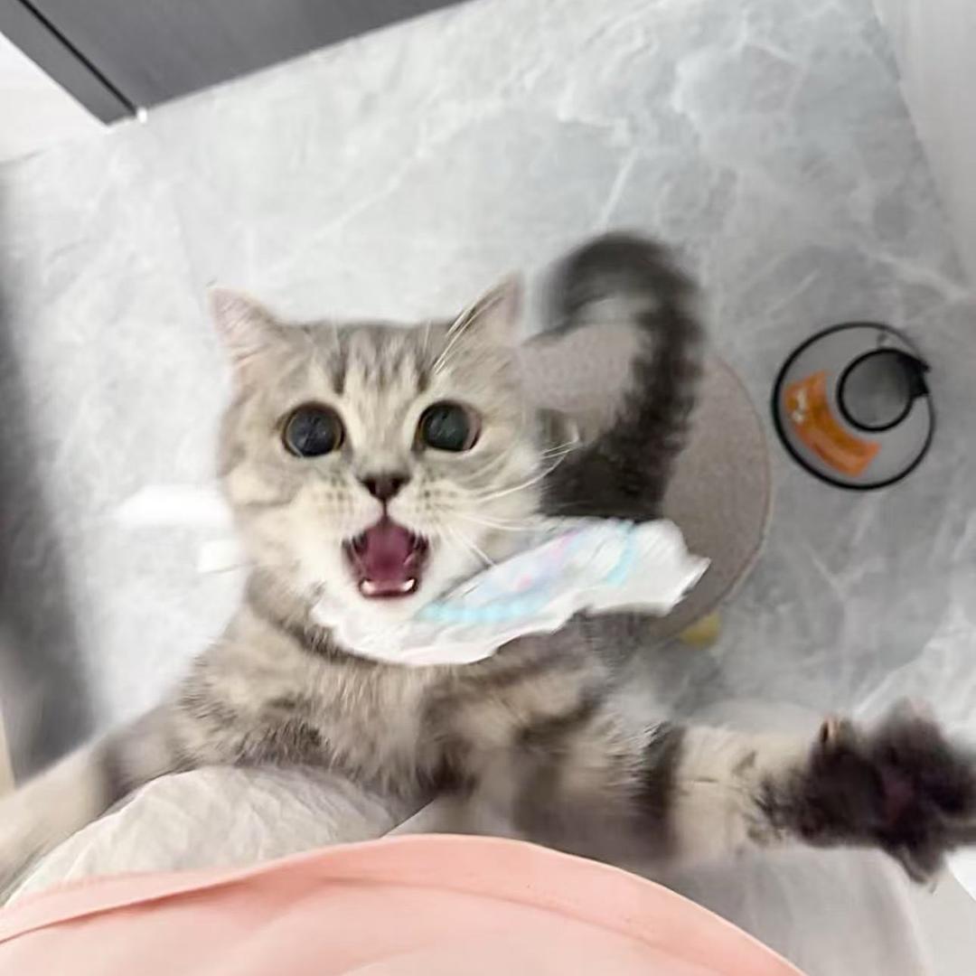 星宇