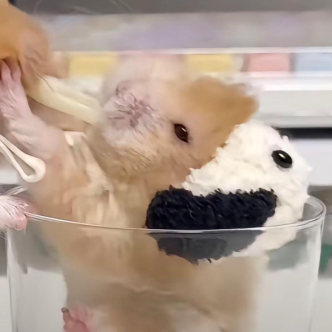 鸽吻…gun！！！